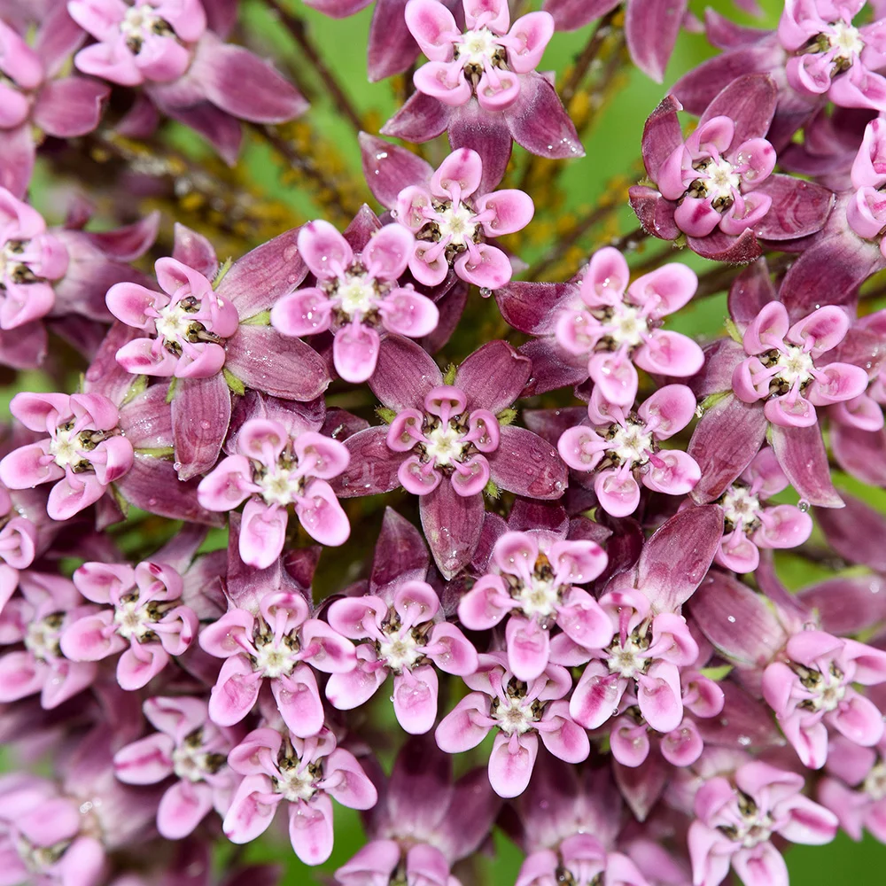 Common Milkweed