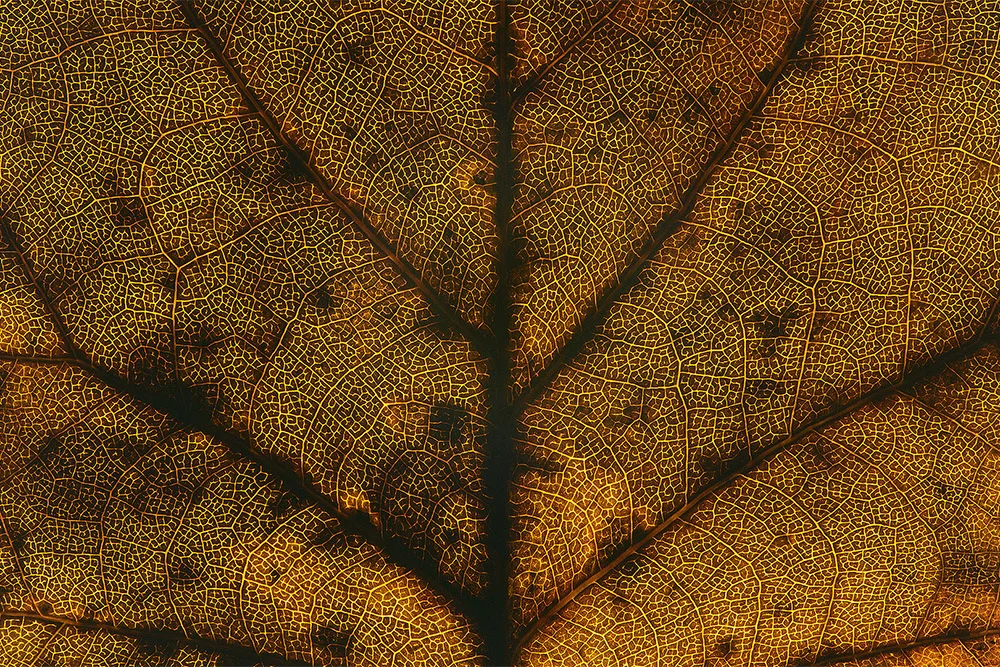 Tulip Tree Leaf