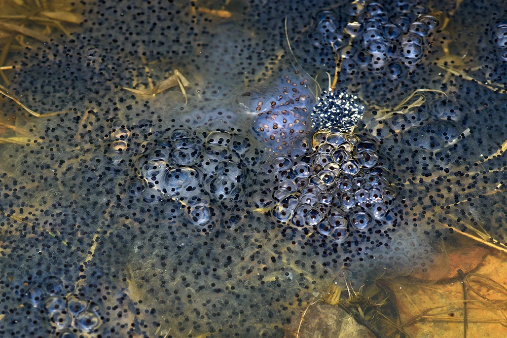 Amphibian Jelly