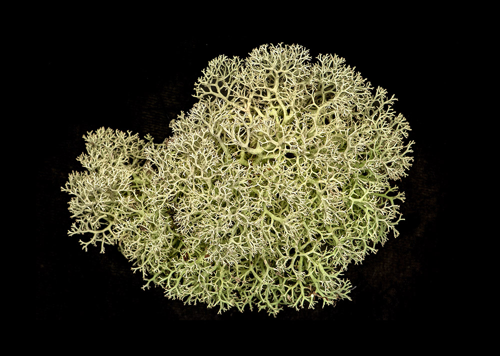 Reindeer Moss