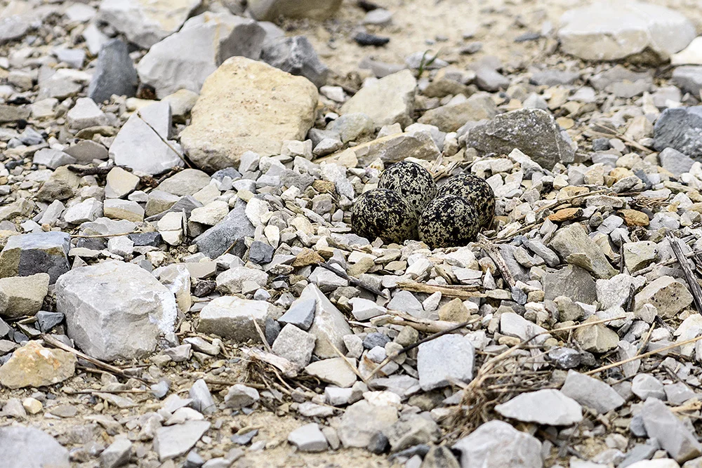 Killdeer Nest