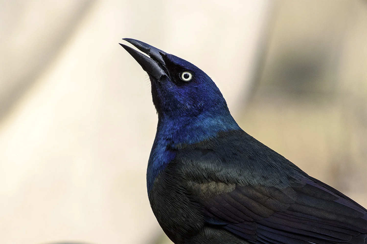 Common Grackle