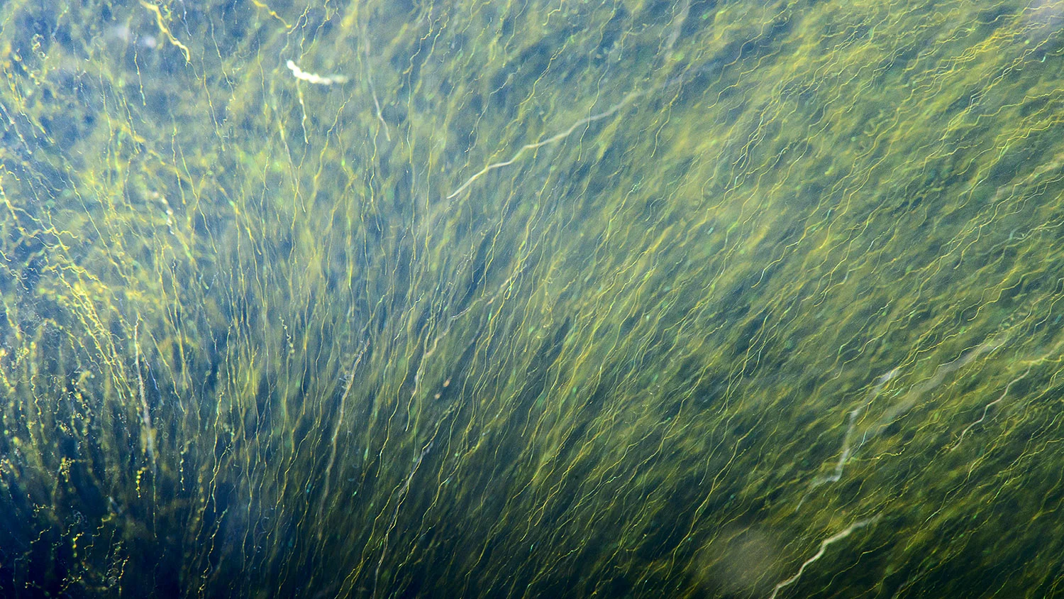 Pond Water