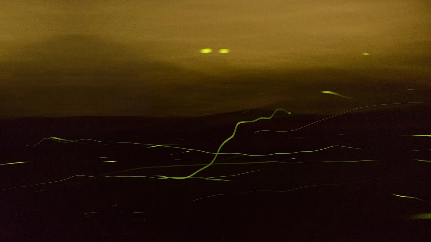 Fireflies