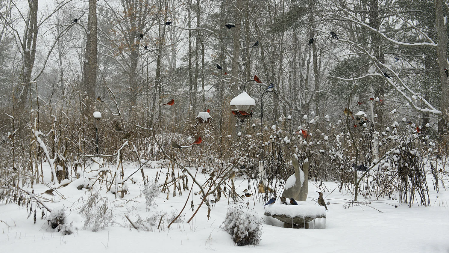 Snow Birds