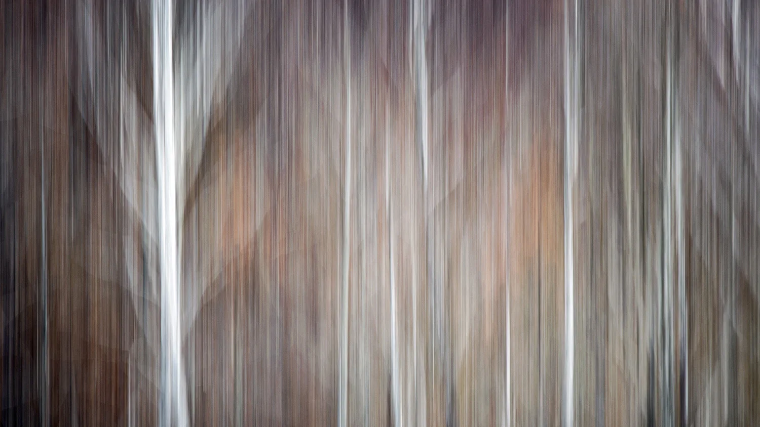 Winter Forest