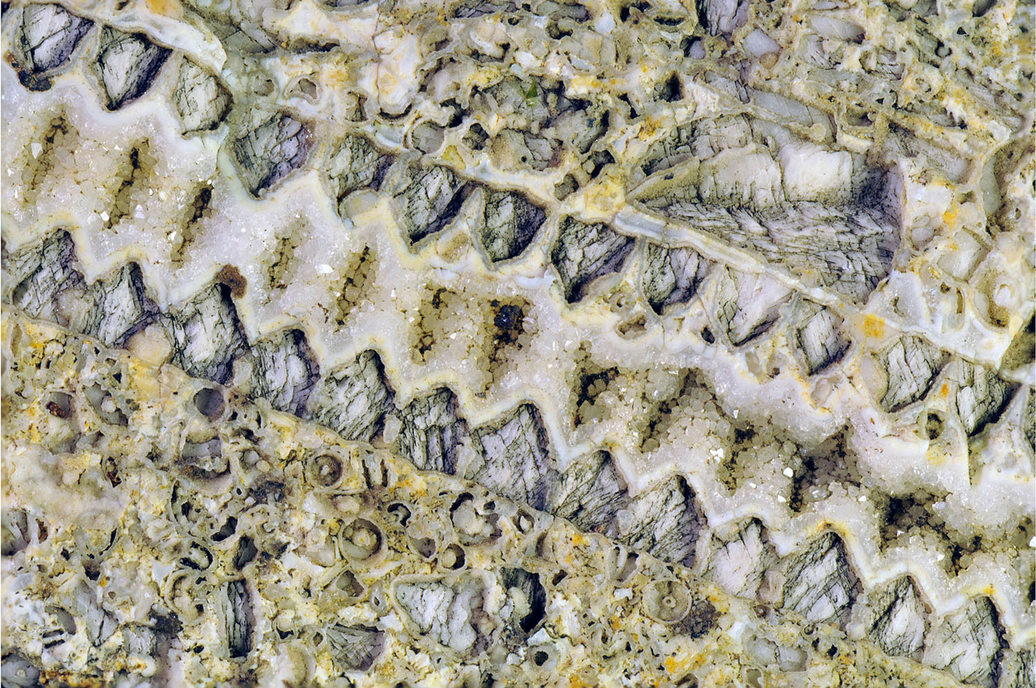 Crinoids