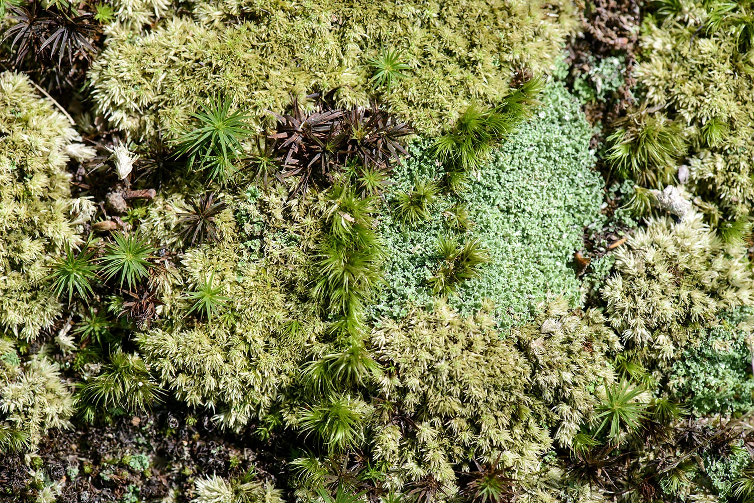 Mosses