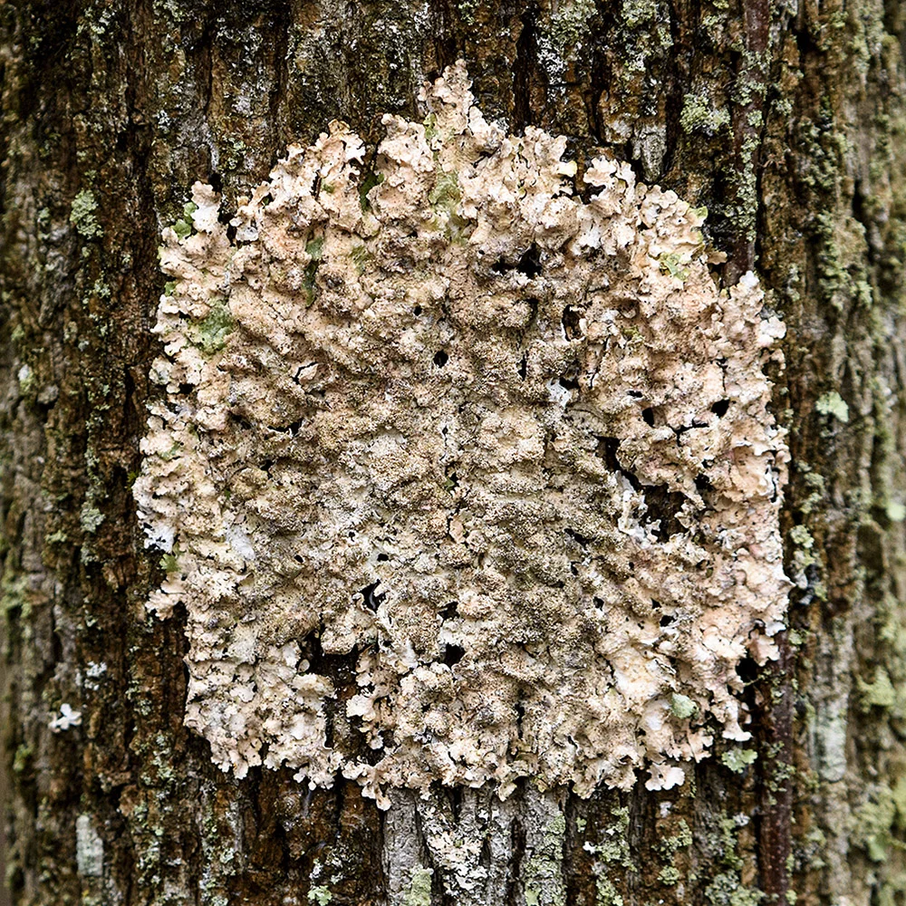 Lichen