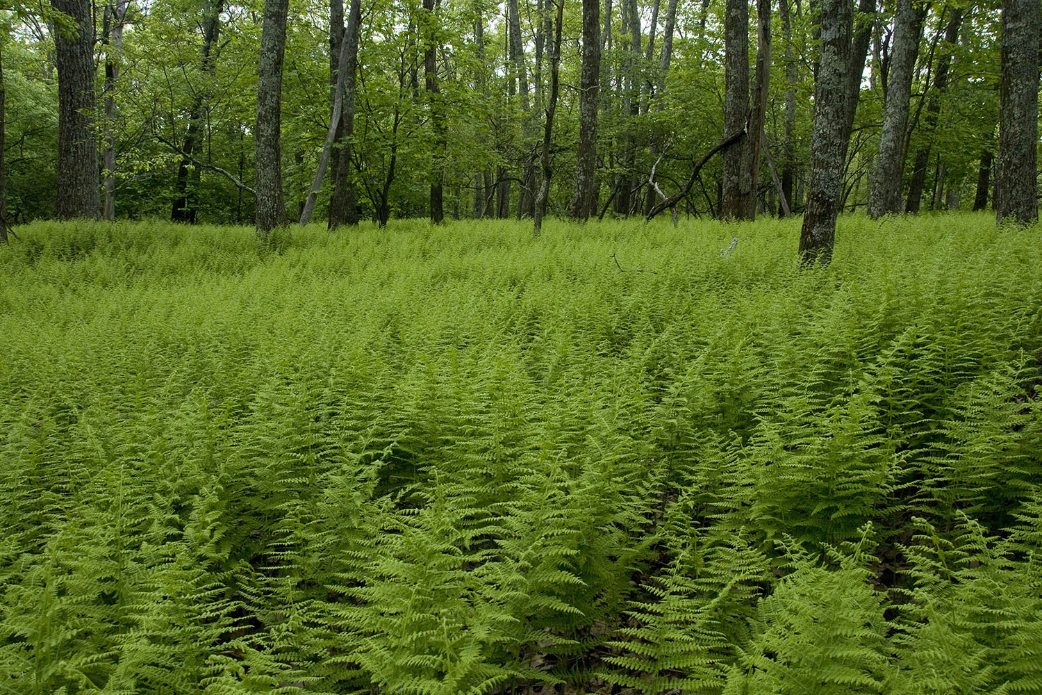 Verdant Ferns