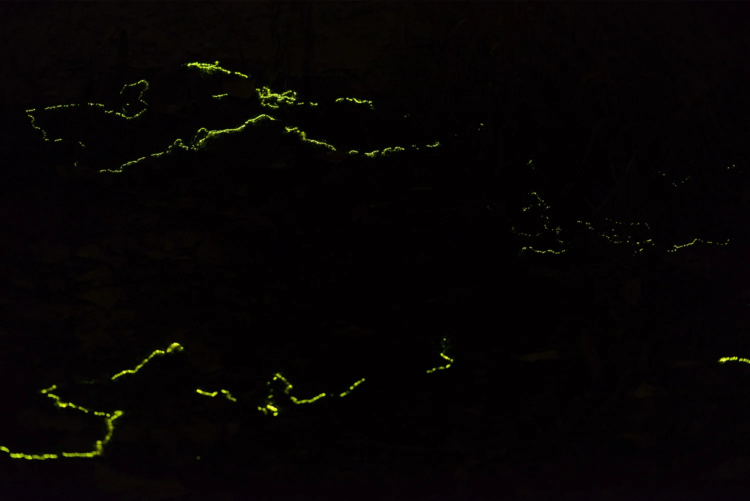 Glowworm Bioluminescence