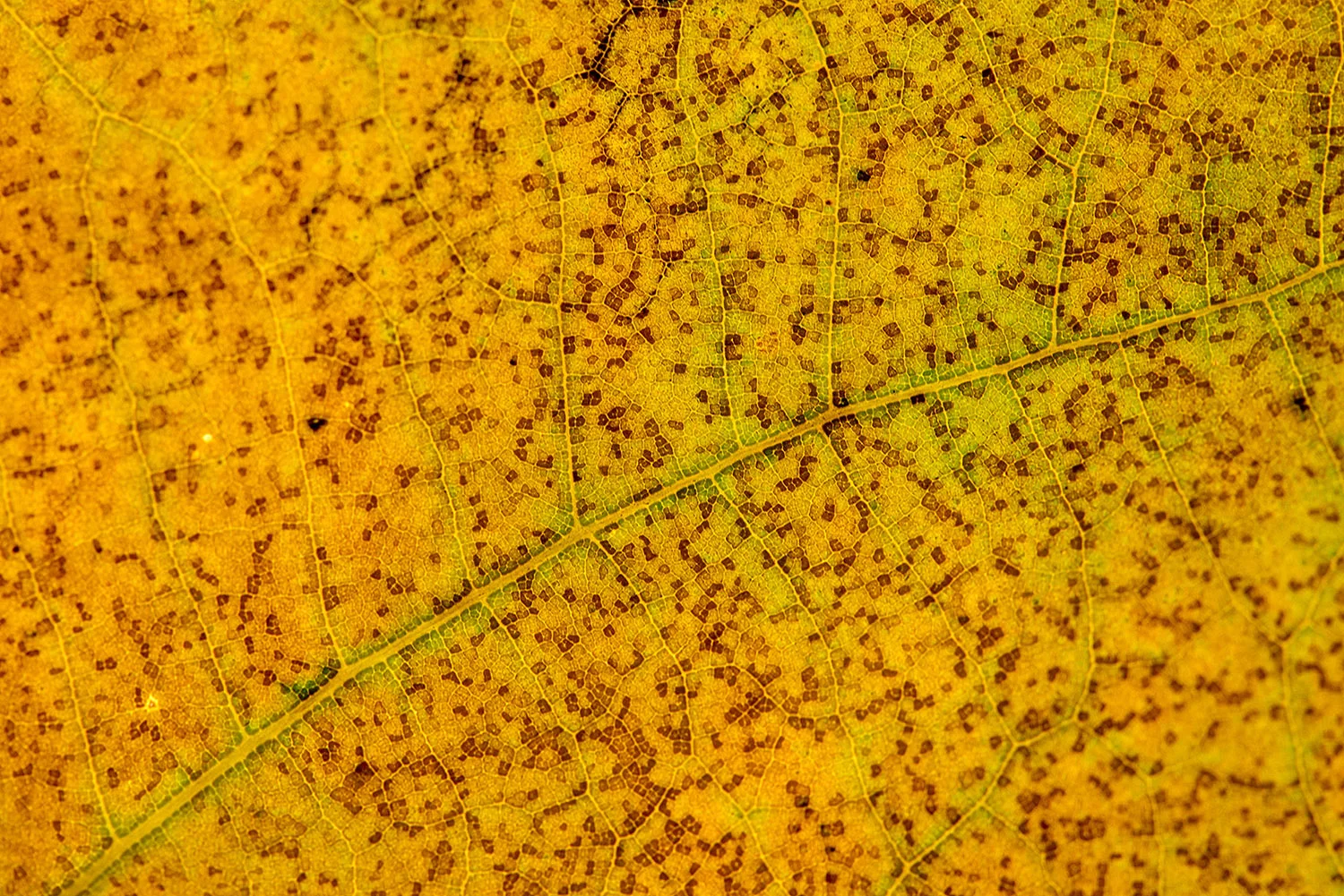 Sycamore