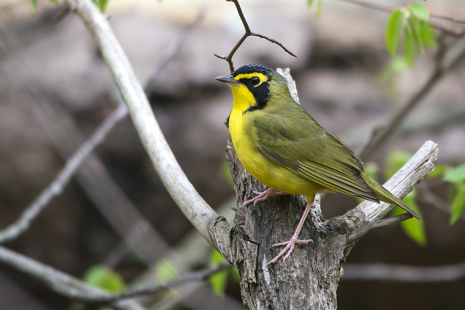 Kentucky Warbler