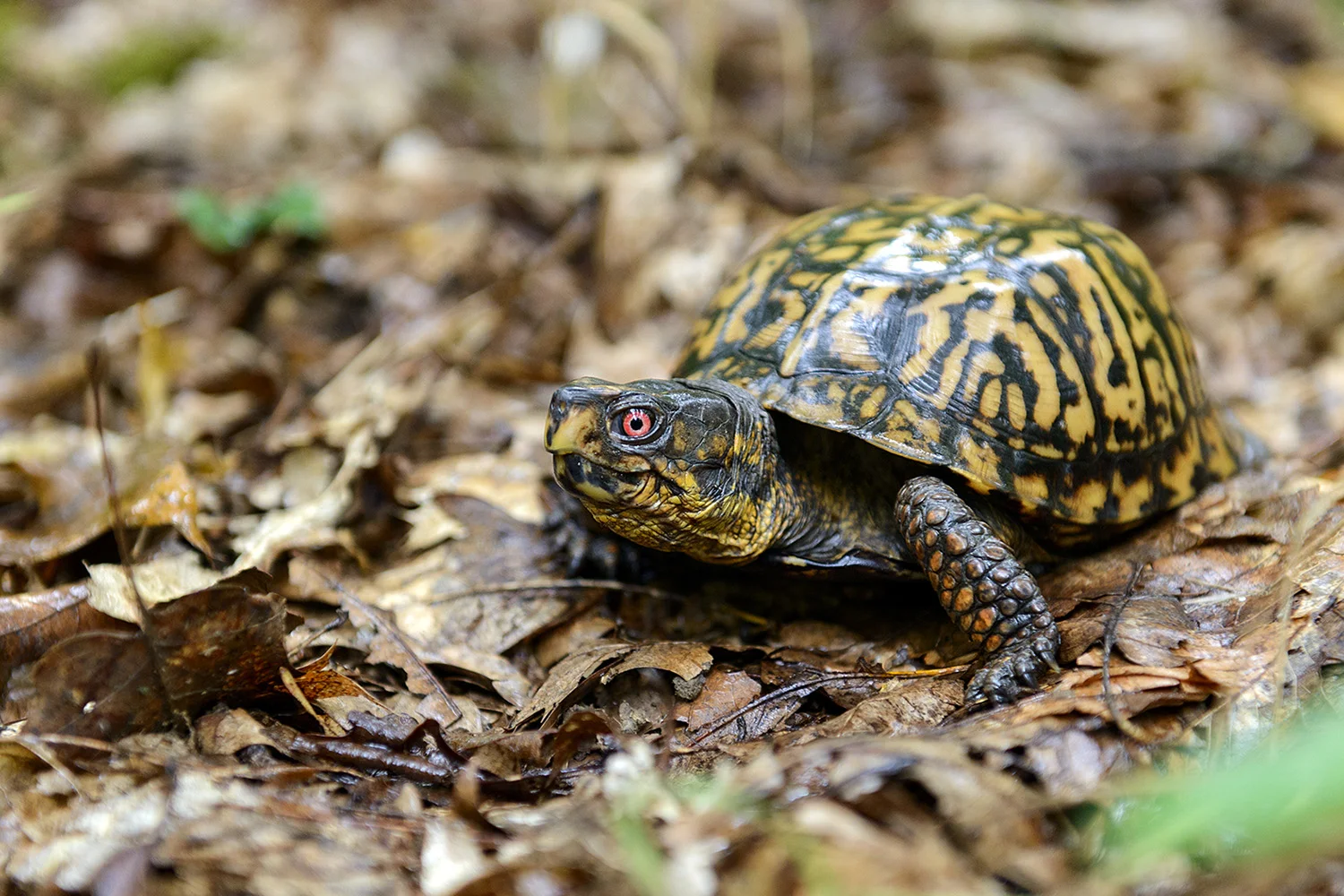 Box Turtle