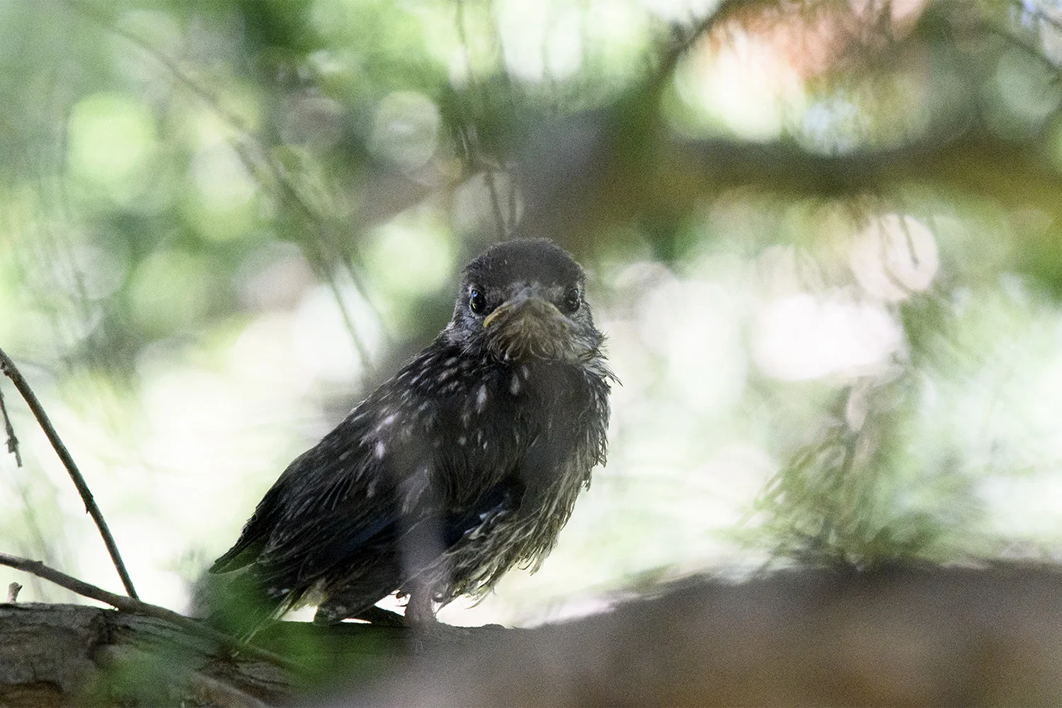 Fledgling