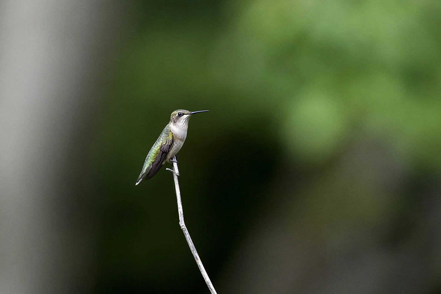 Hummingbird Portrait