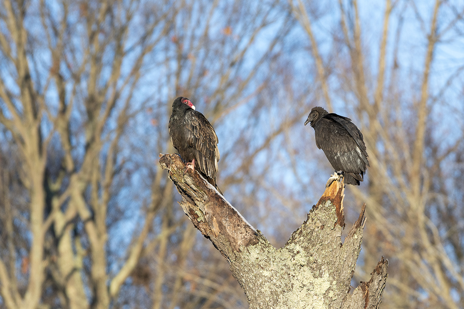 Vultures