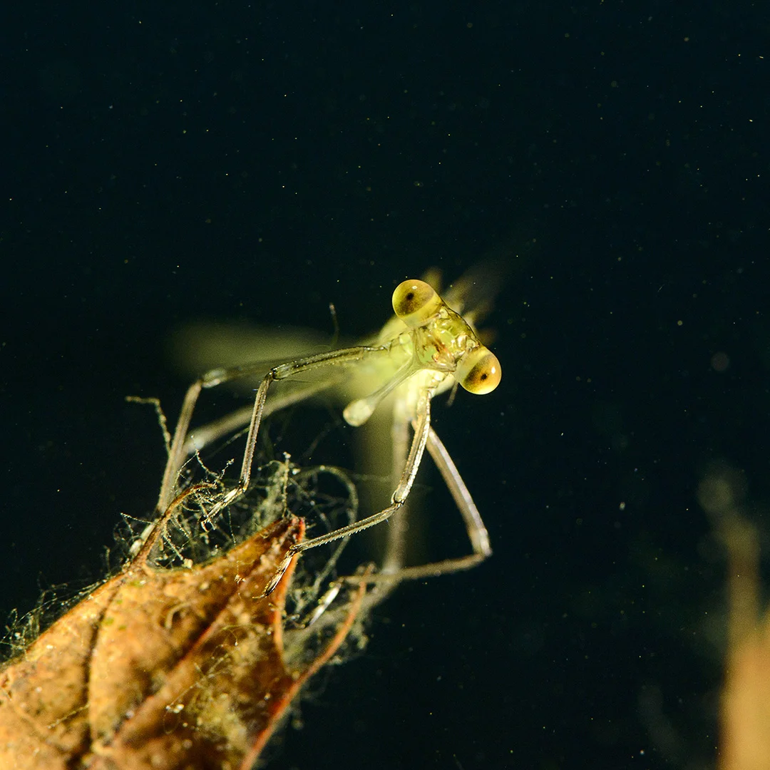Damselfly Nymph