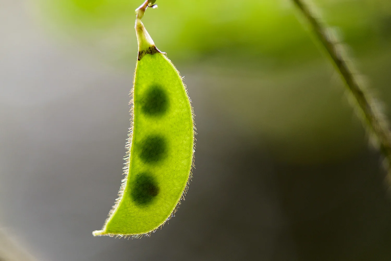 Peas in a Pod