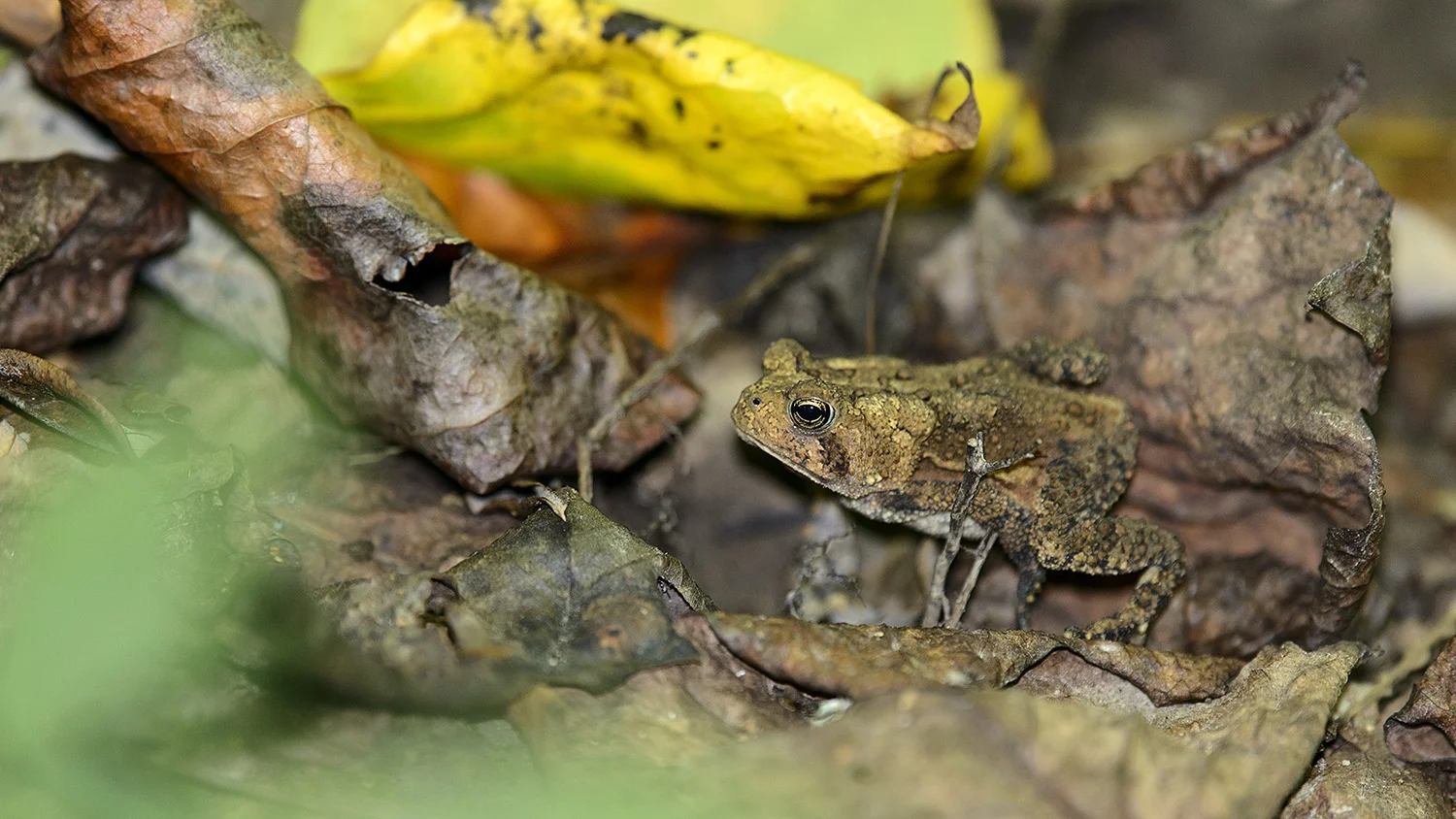 American Toad