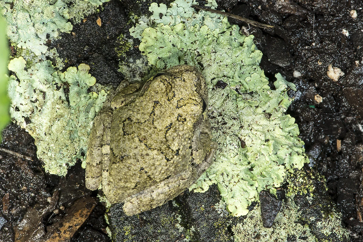 Tree Frog
