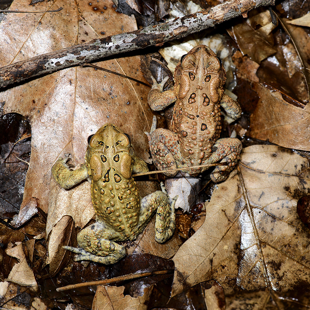 American Toads