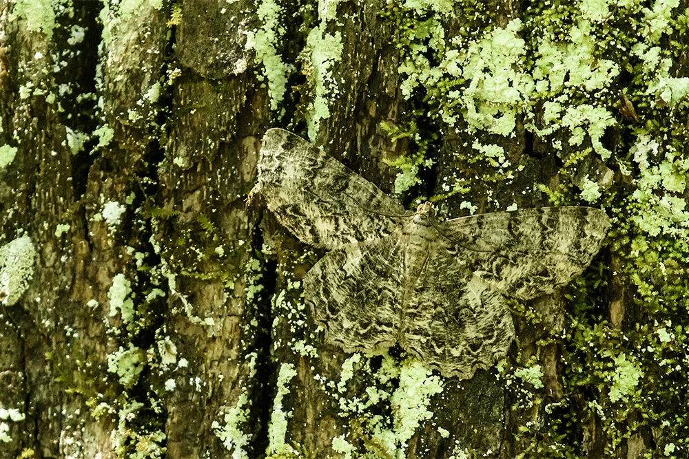 Moth and Lichen