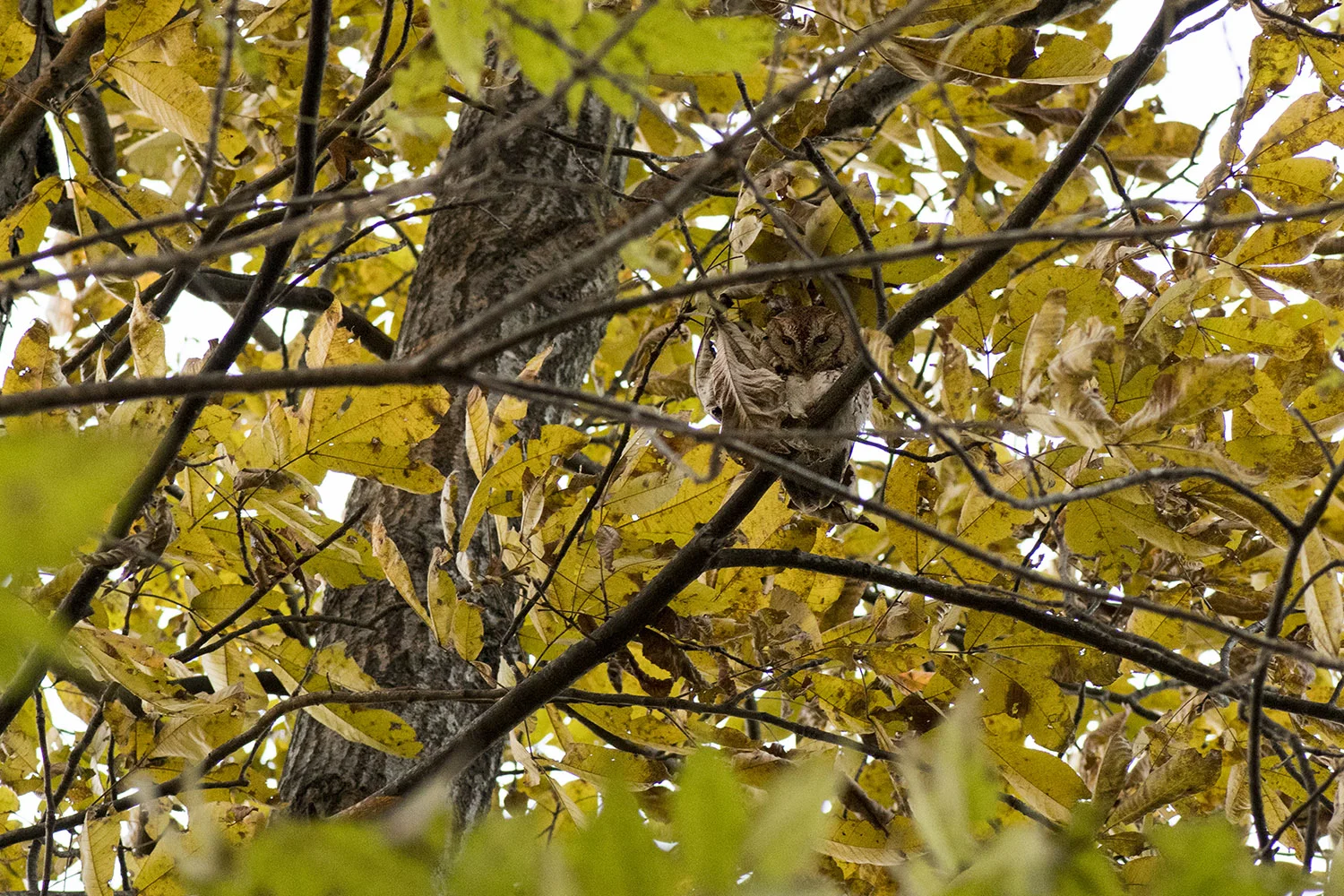 Eastern Screech Owl