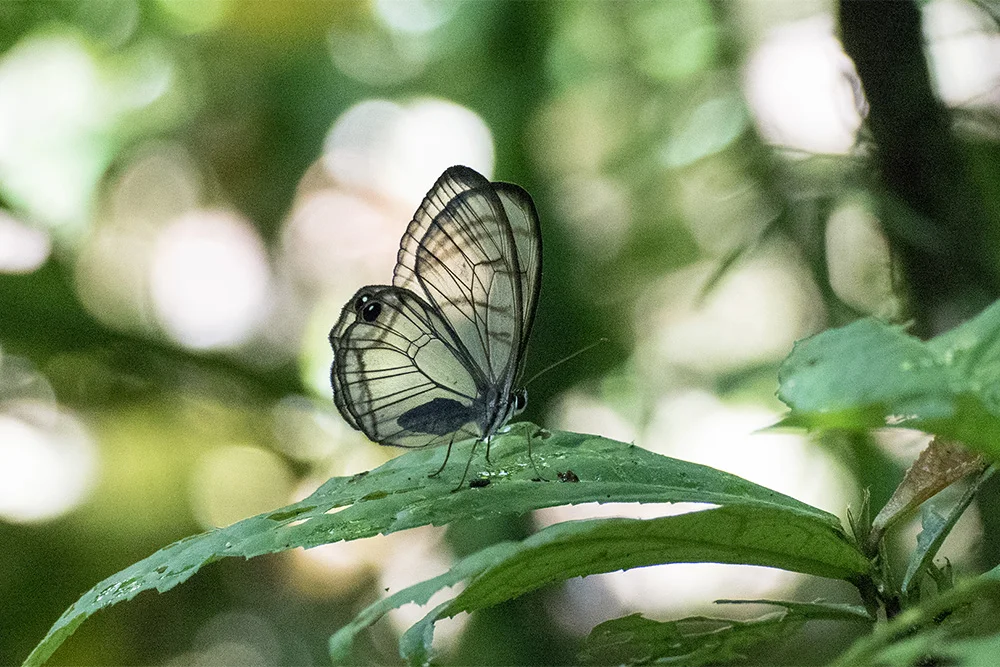 Glass Wings