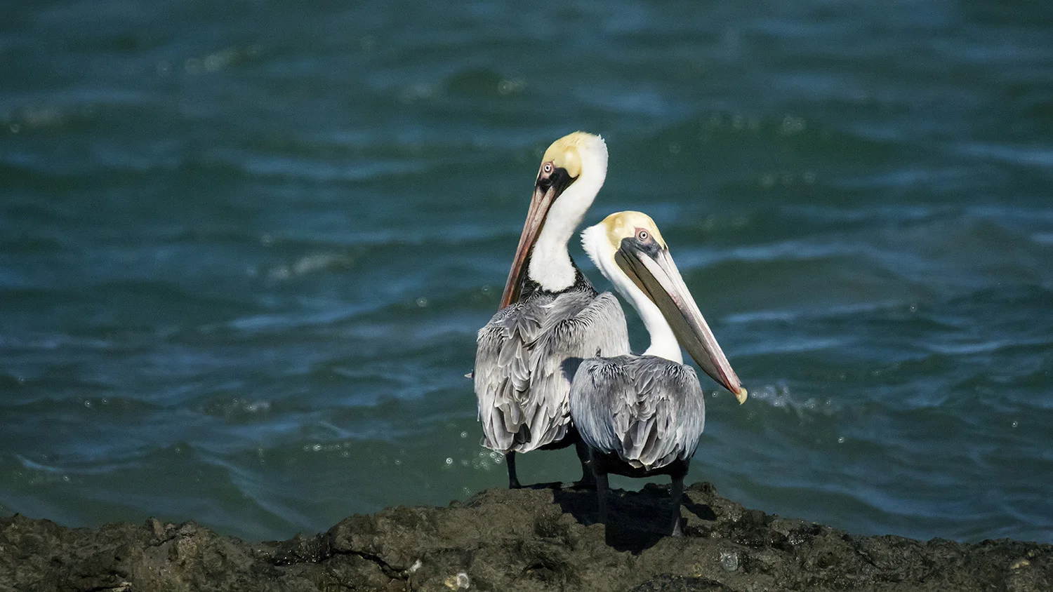 Pelicans