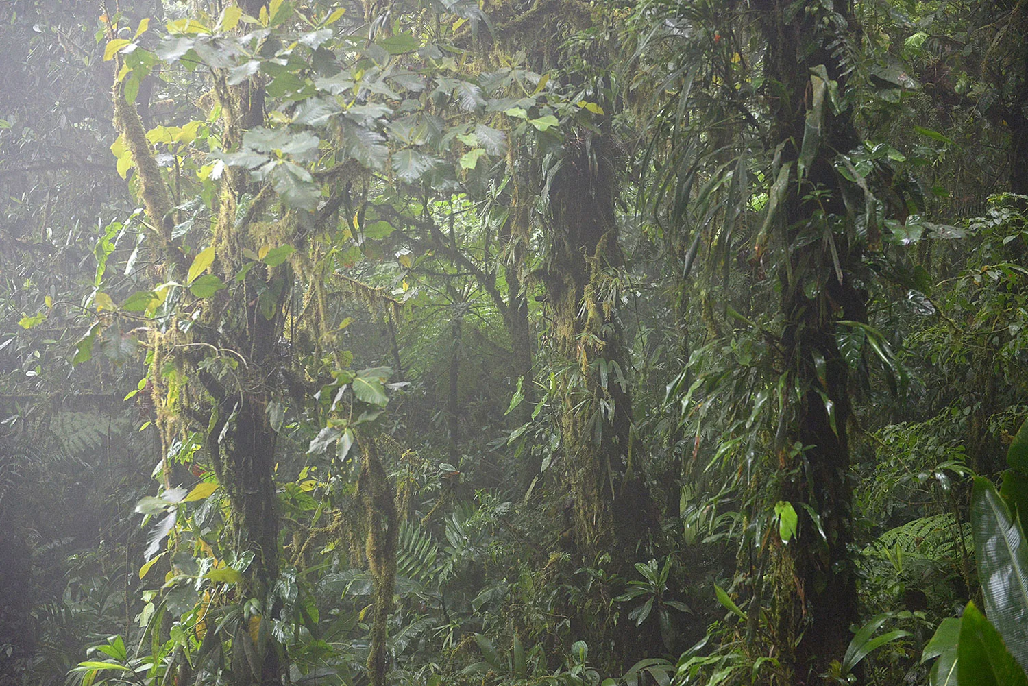 Cloud Forest