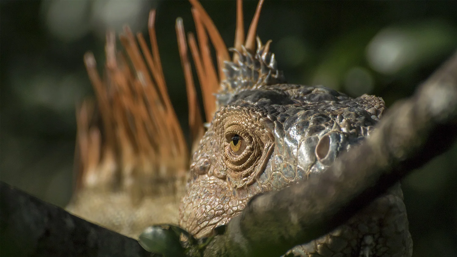 Iguana