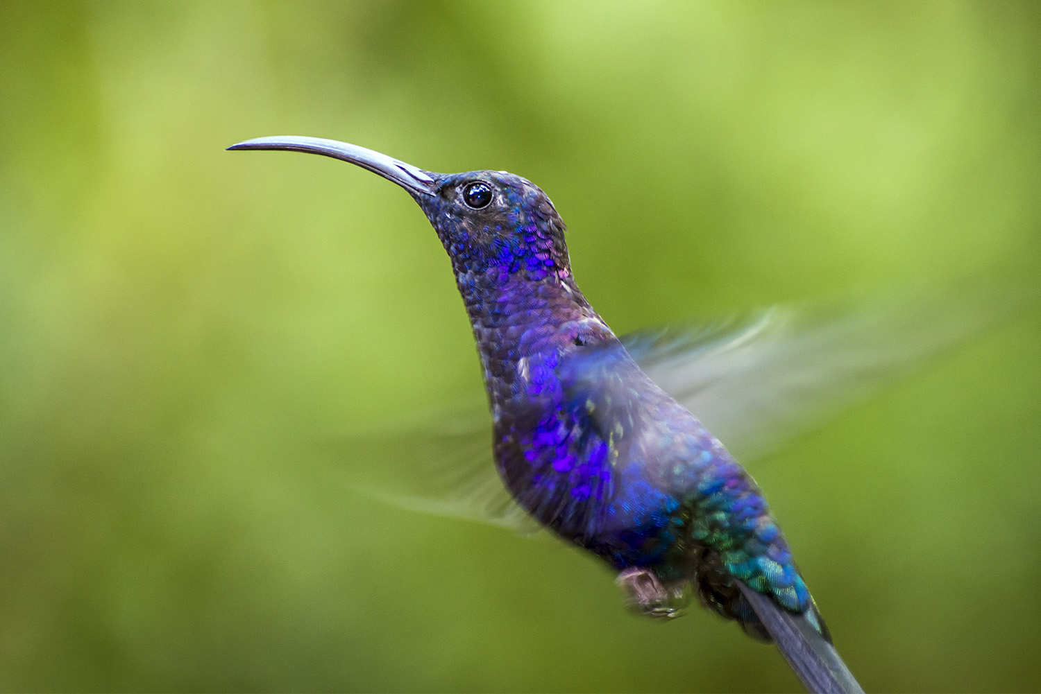 Sabrewing