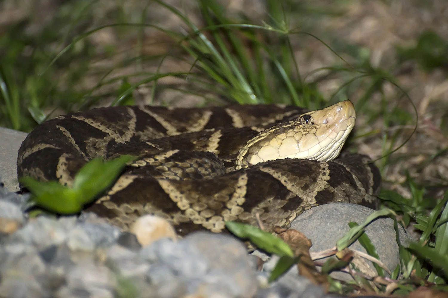 Fer de Lance