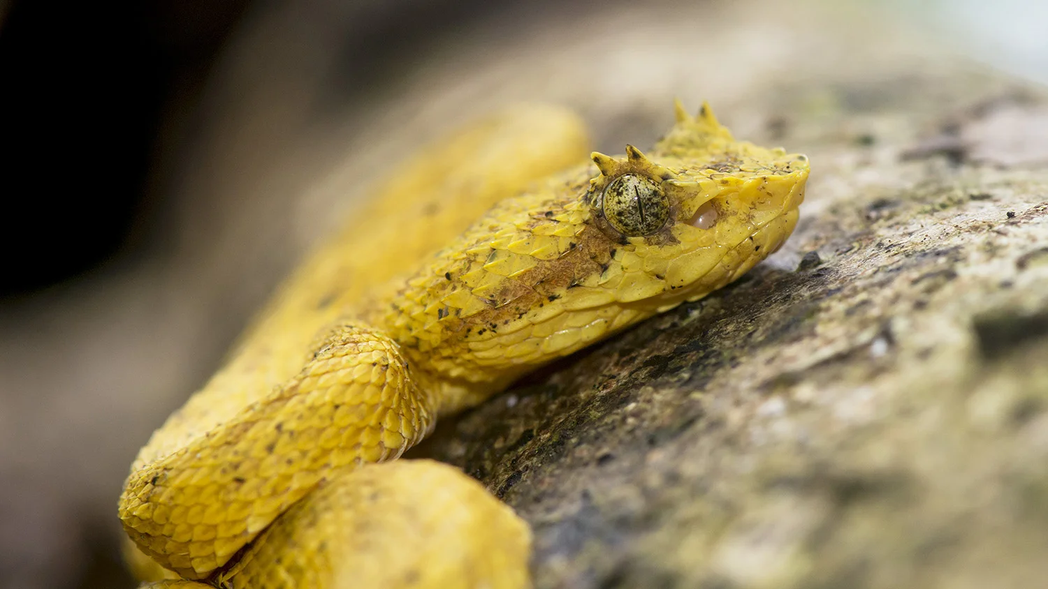 Eyelash Viper