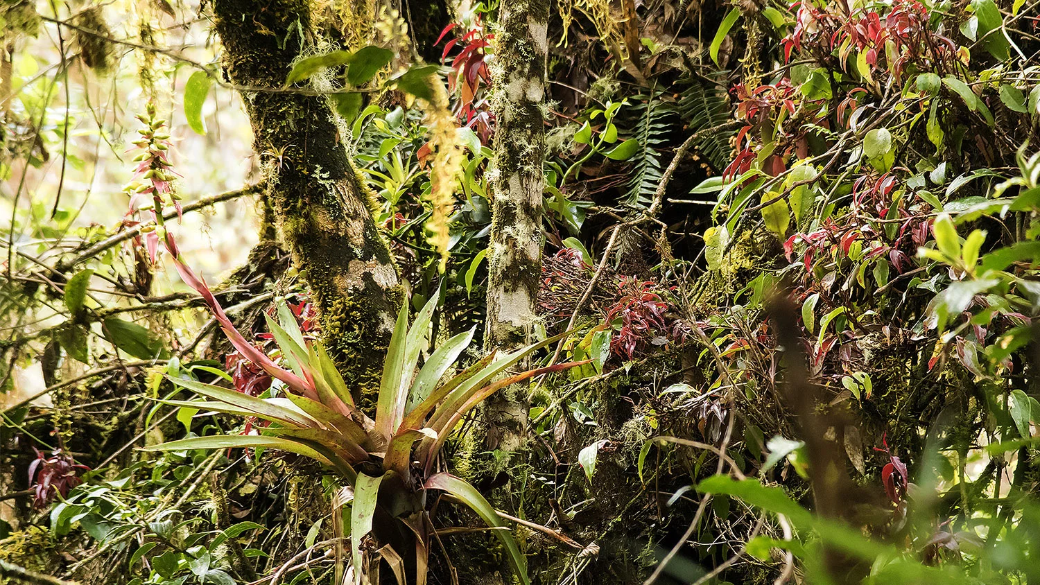 Epiphytes