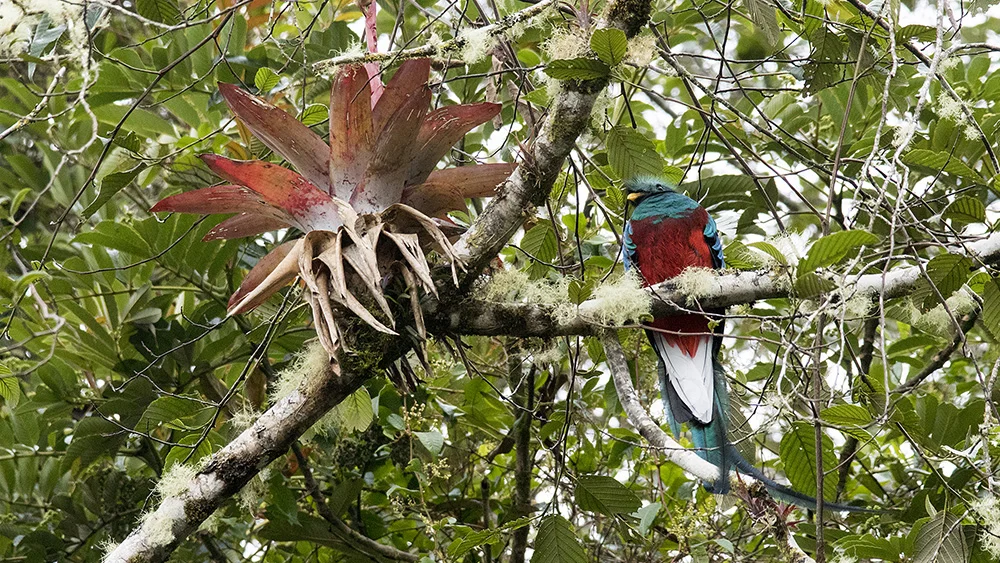 Bromeliad and Quetzal