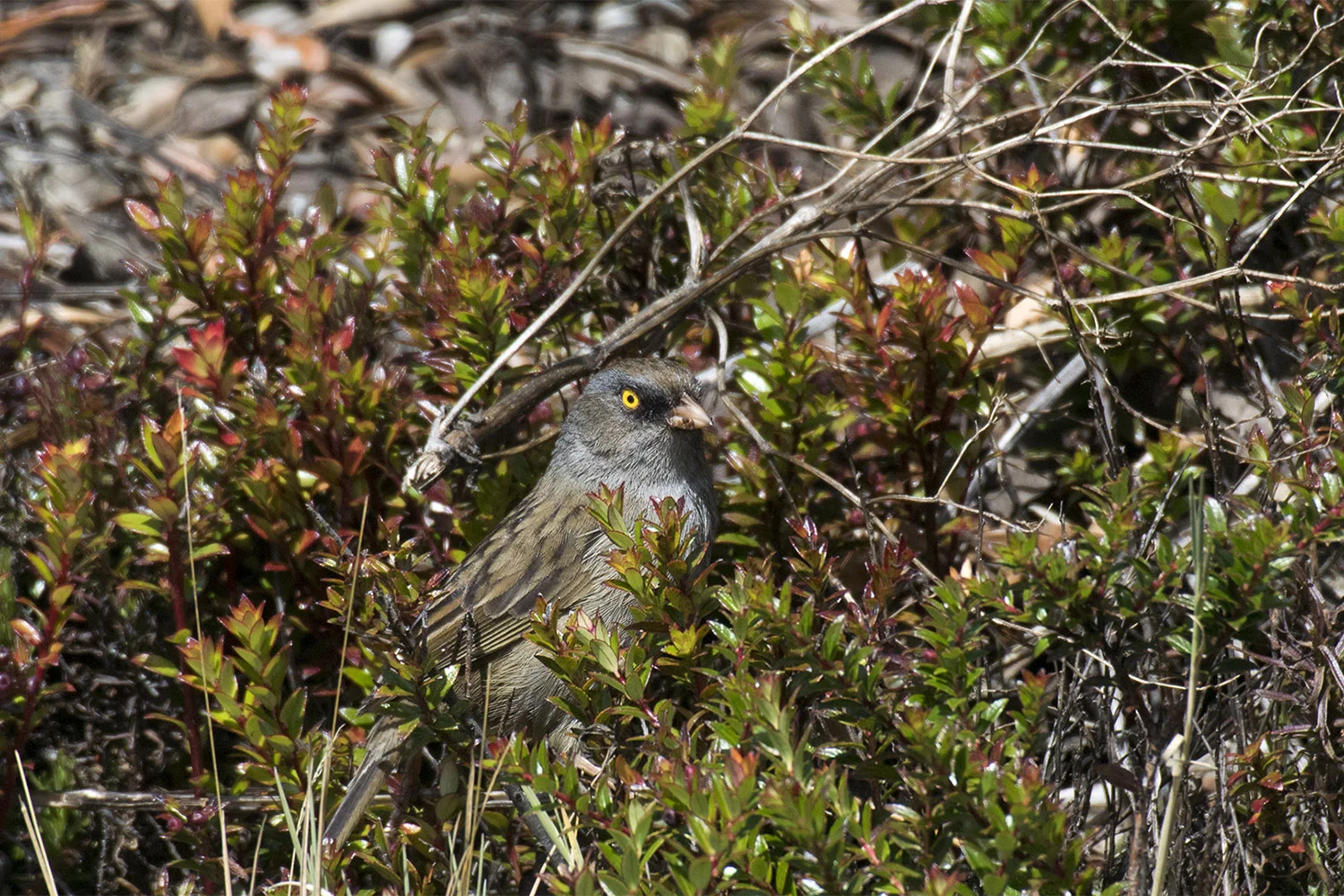 Volcano Junco