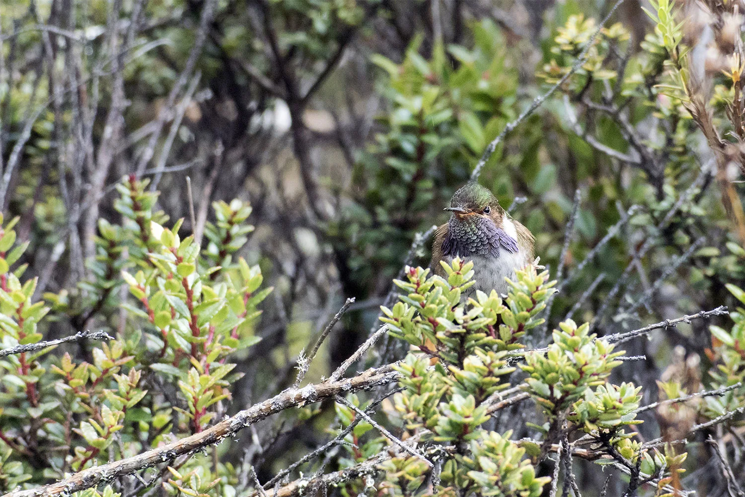 Volcano Hummingbird