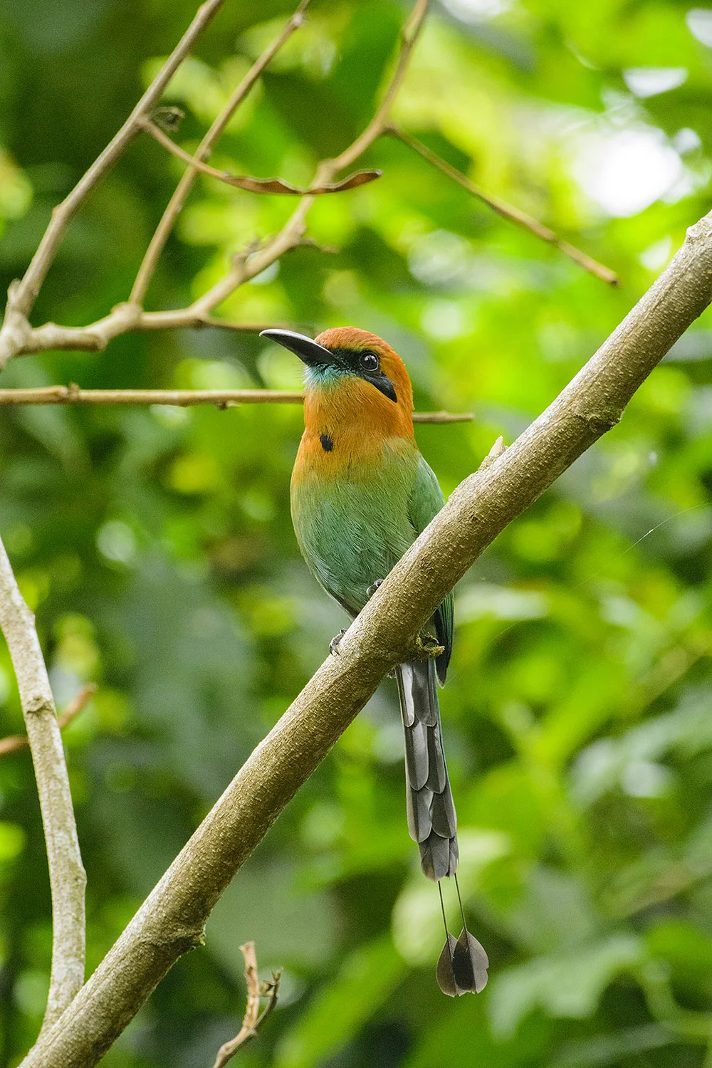 Broad-billed Motmot