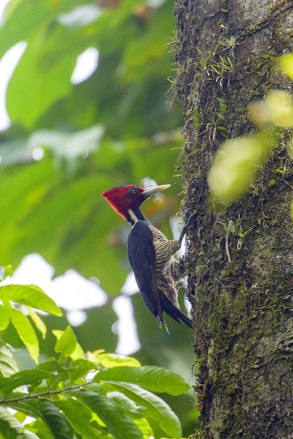 Pale-billed Woodpecker