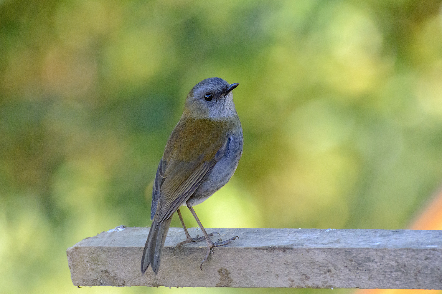 Nightingale