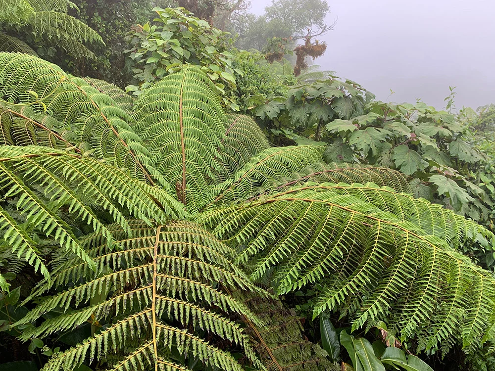 Tree Fern