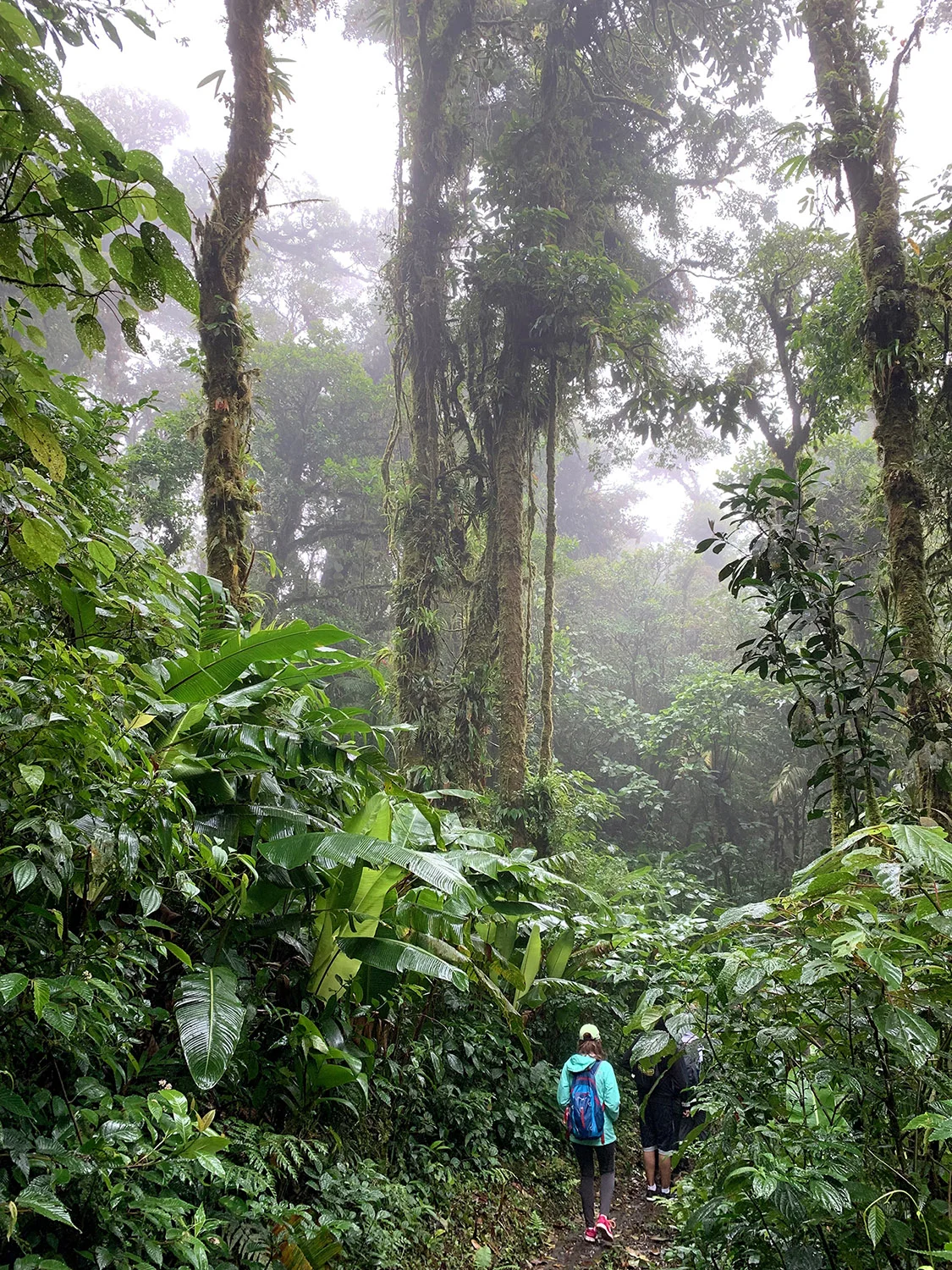 Cloud Forest