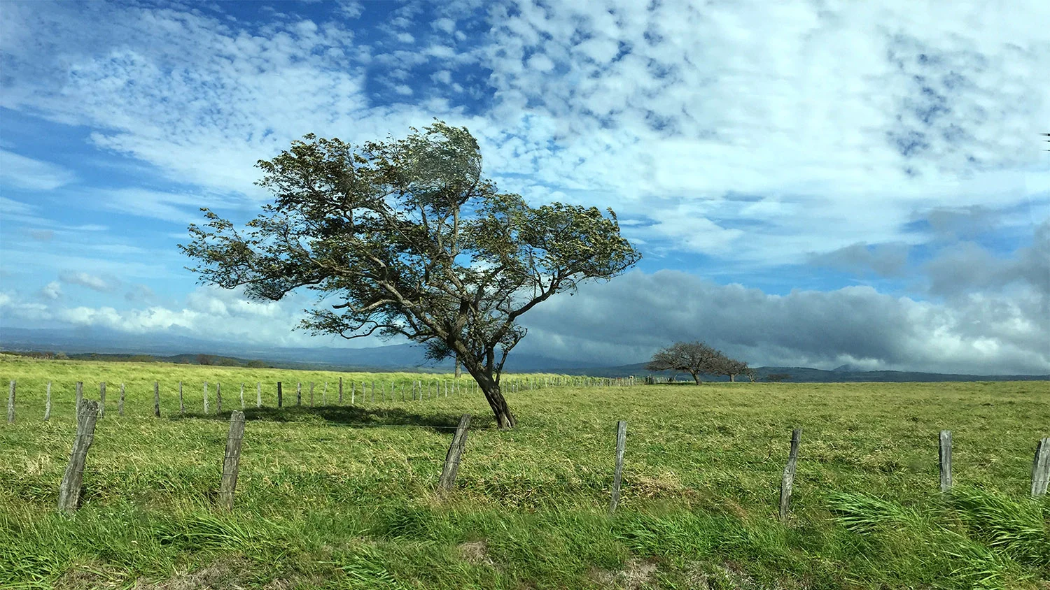 Wind-swept Tree
