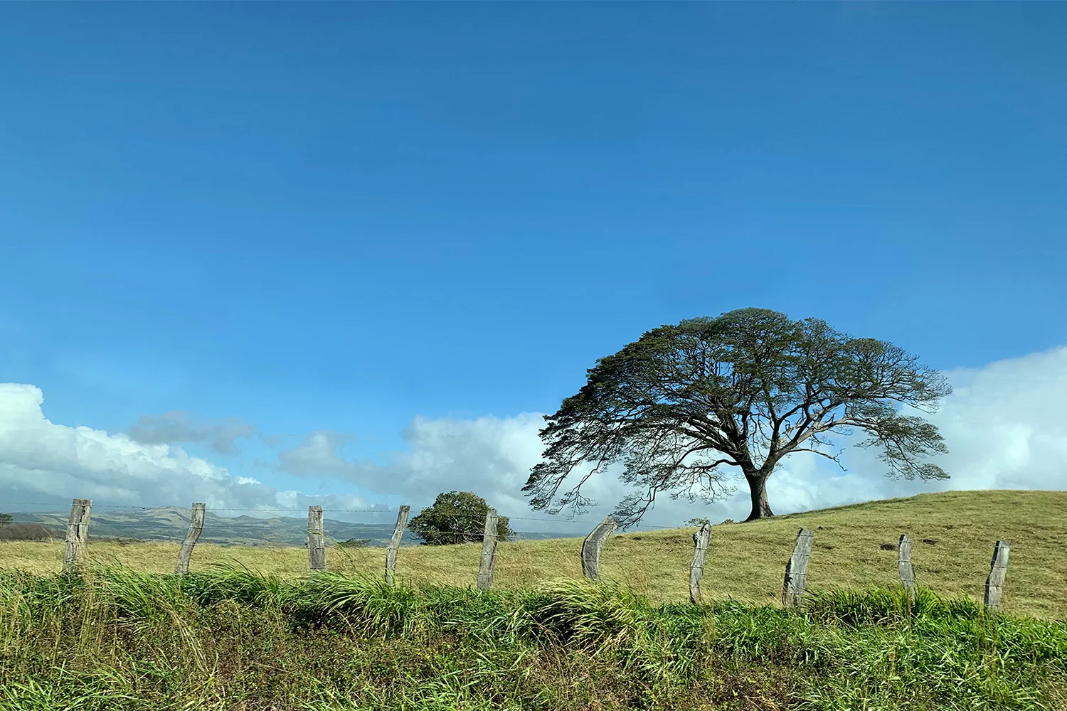 Guanacaste Tree