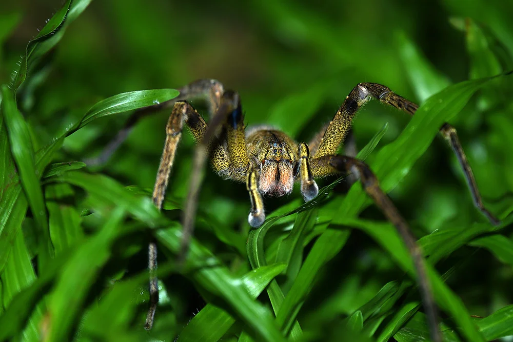 Wolf Spider