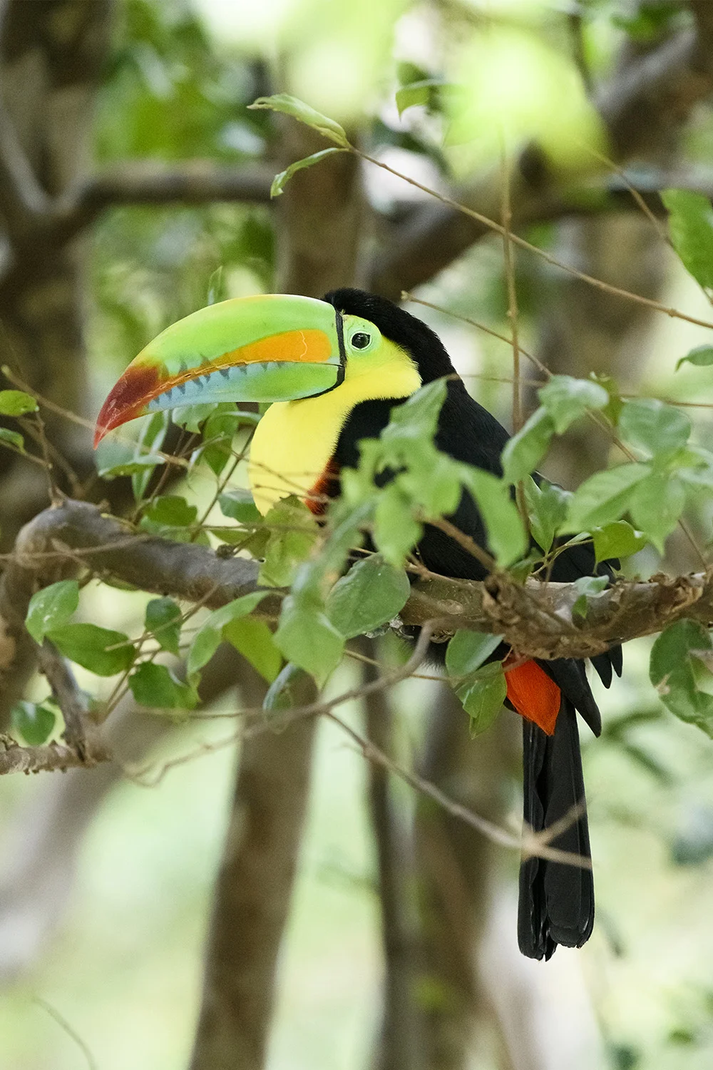 Toucan