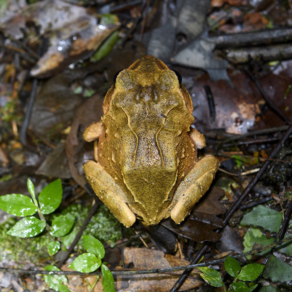 Broad-headed Frog