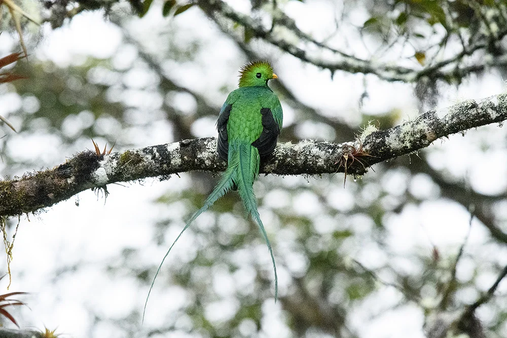 Resplendent Quetzal